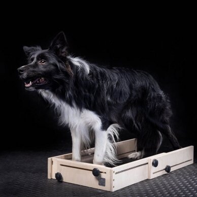 Wooddog dėžė pozicijos keitimui fiksuotas priekis 2